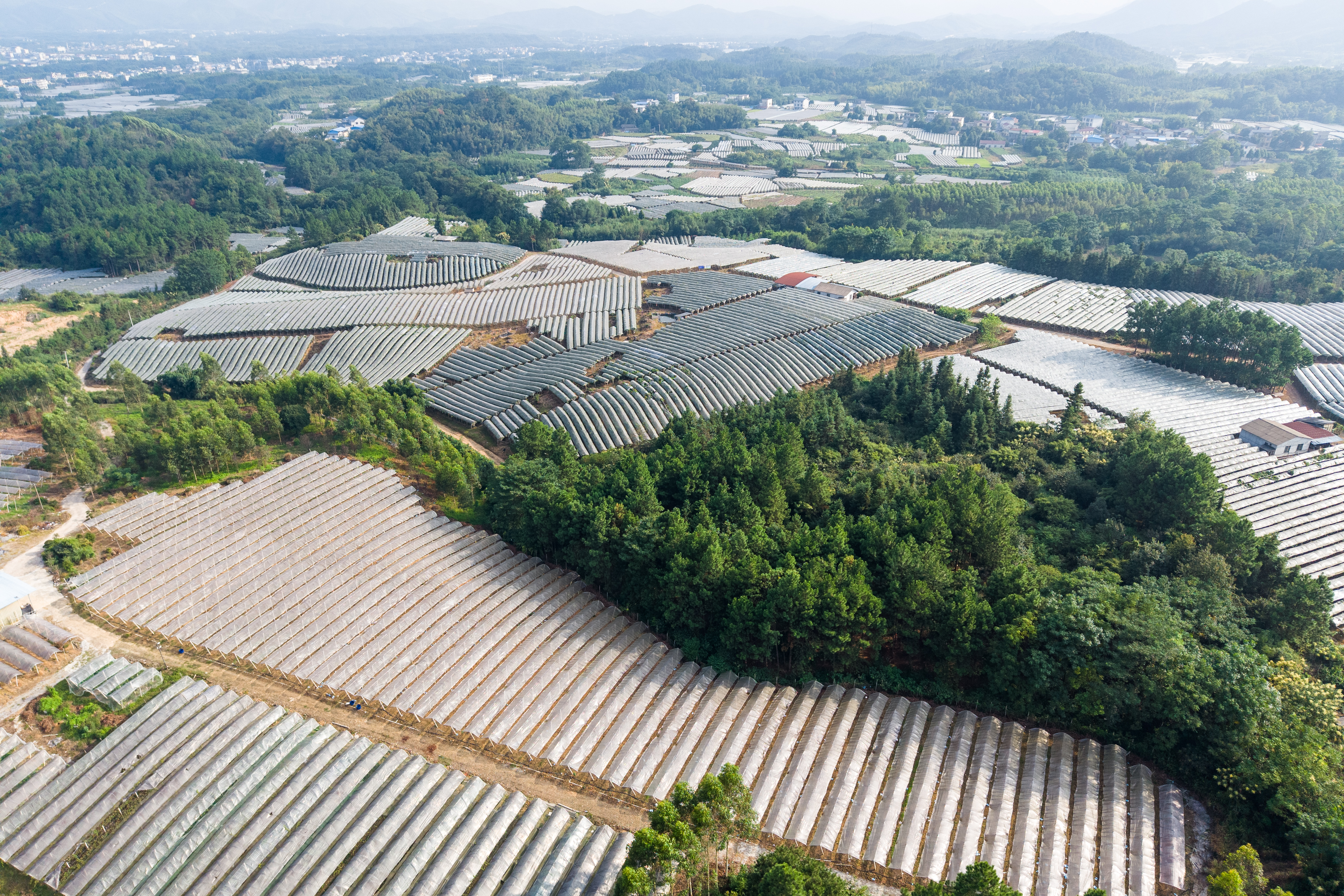 兴安县溶江镇五甲村葡萄种植基地1.jpg