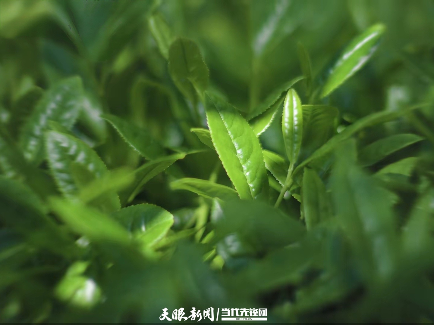 贵茶集团2.jpg
